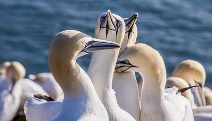 开云真人体育娱乐-炉石传说 新版本卡组打法层出不穷,炉石传说卡组分析